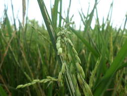 Image of rice