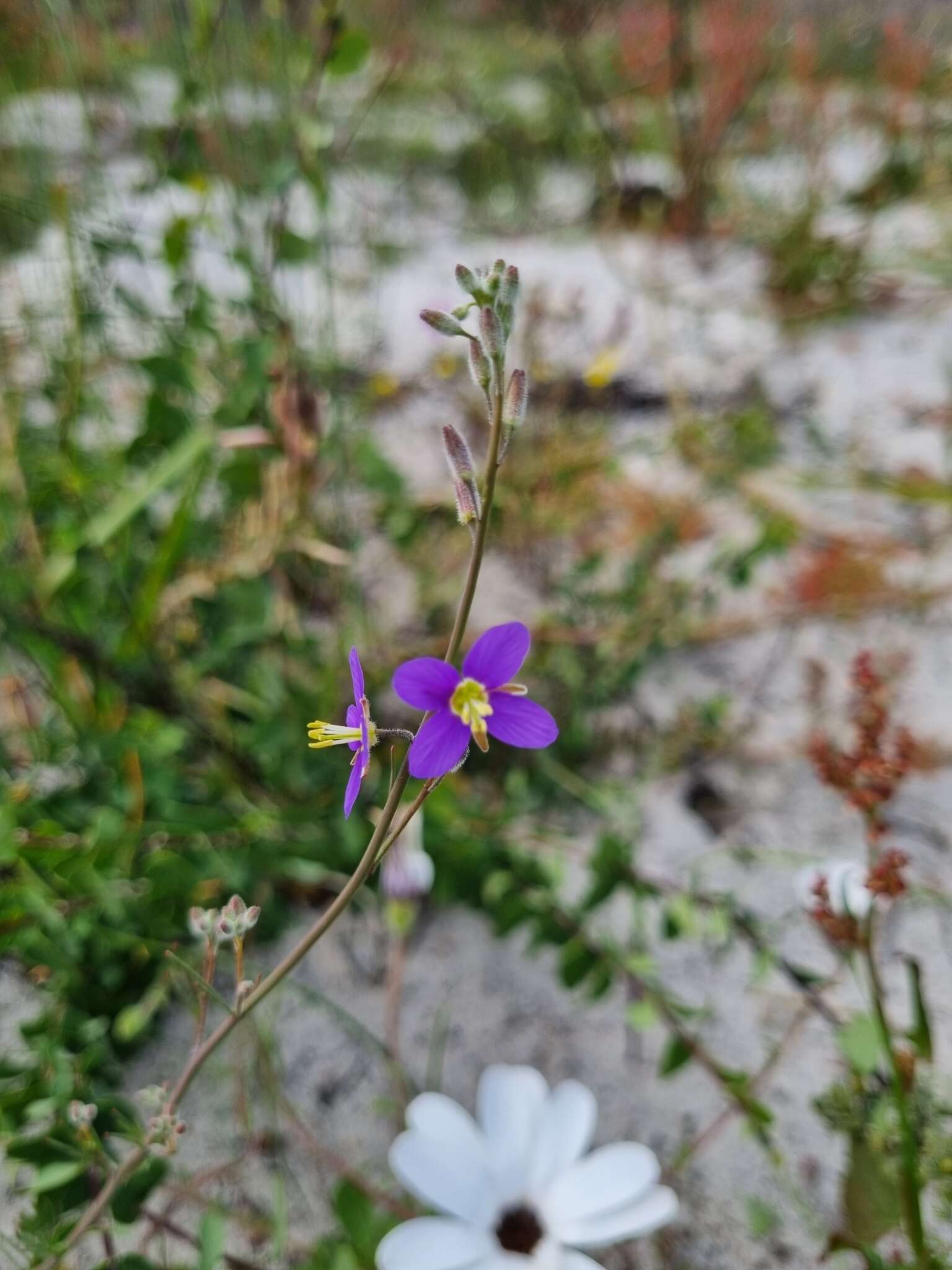 Image of Heliophila digitata L. fil.