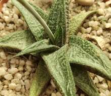 Image of Gasteria ellaphieae van Jaarsv.