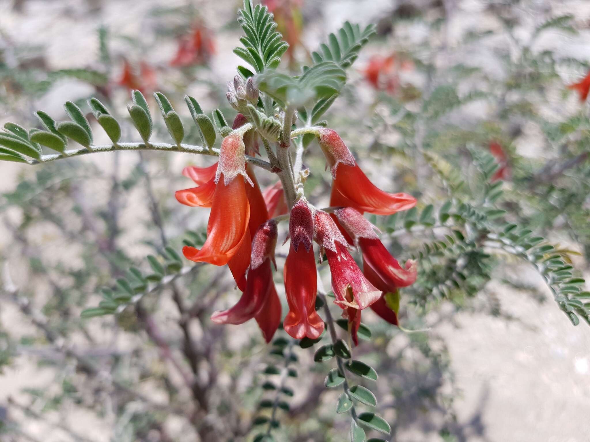 Image de Lessertia frutescens (L.) Goldblatt & J. C. Manning