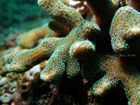 Image of bush coral