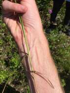 Image of Brown fox sedge