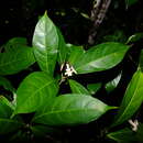 Image of Amphirrhox longifolia (A. St.-Hil.) Sprengel