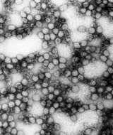 Image of Alphavirus