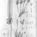 Image of Myoxanthus exasperatus (Lindl.) Luer