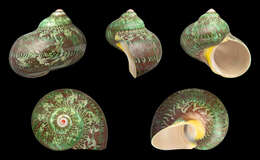 Image of cat's-eye shell