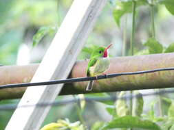 Image of Jamaican Tody