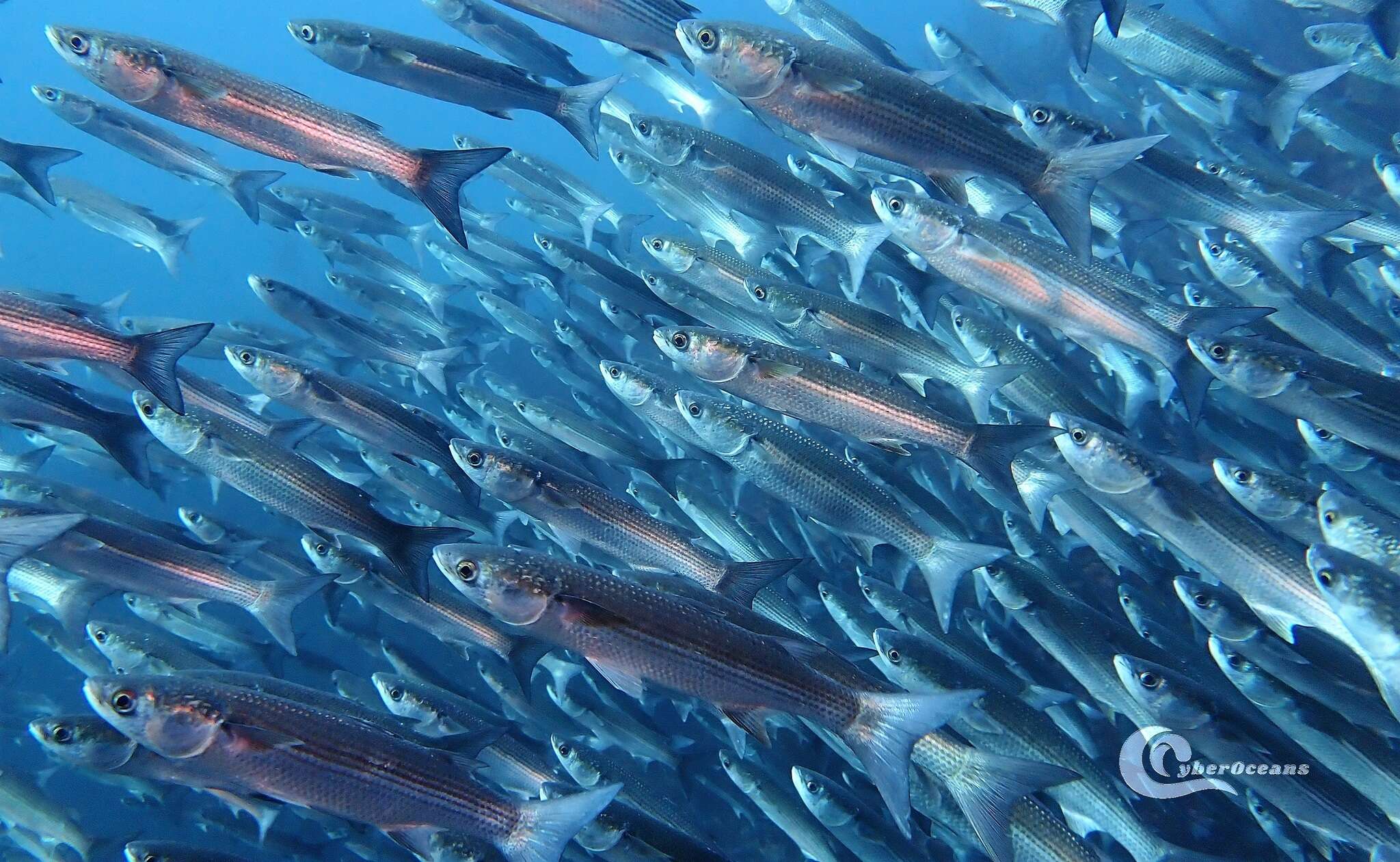 Image of Grey Mullet