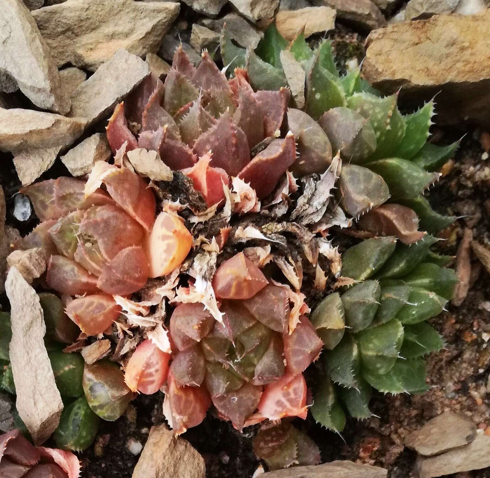 Image of Haworthia mirabilis (Haw.) Haw.