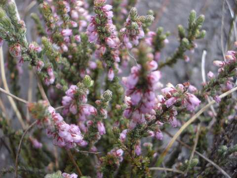 Image of Erica garciae E. G. H. Oliver