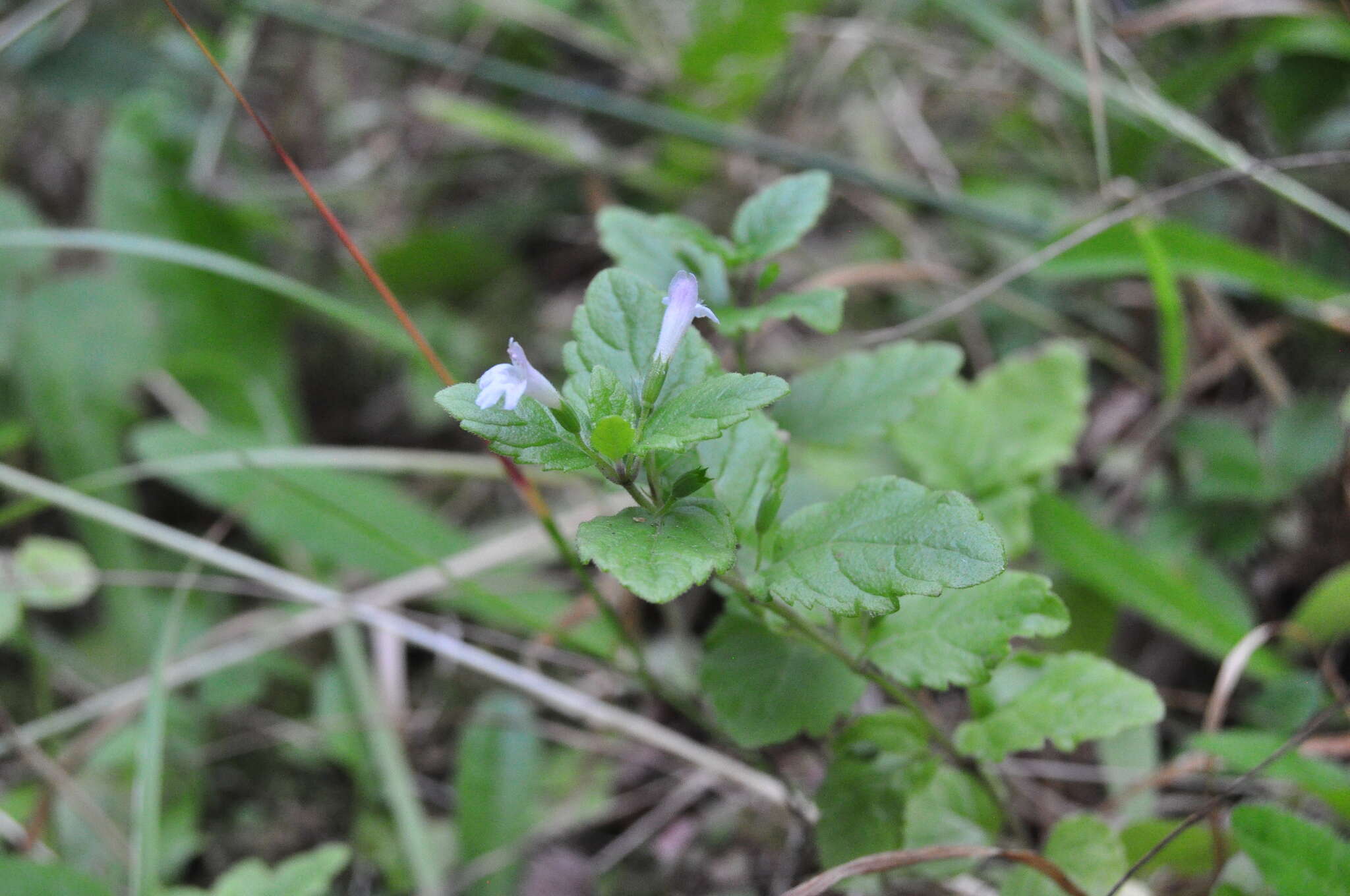 Plancia ëd Micromeria douglasii Benth.