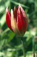 Image de Tulipa orphanidea Boiss. ex Heldr.