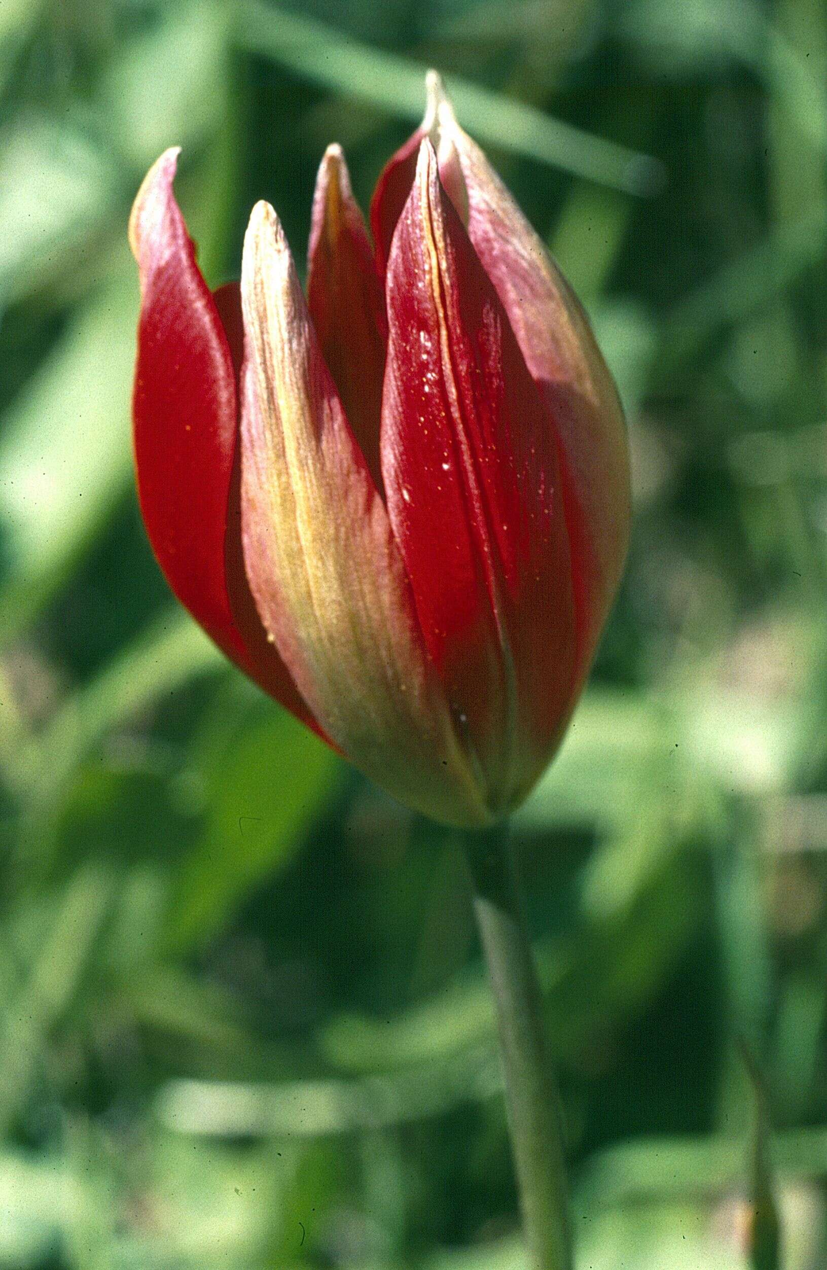 Image de Tulipa orphanidea Boiss. ex Heldr.