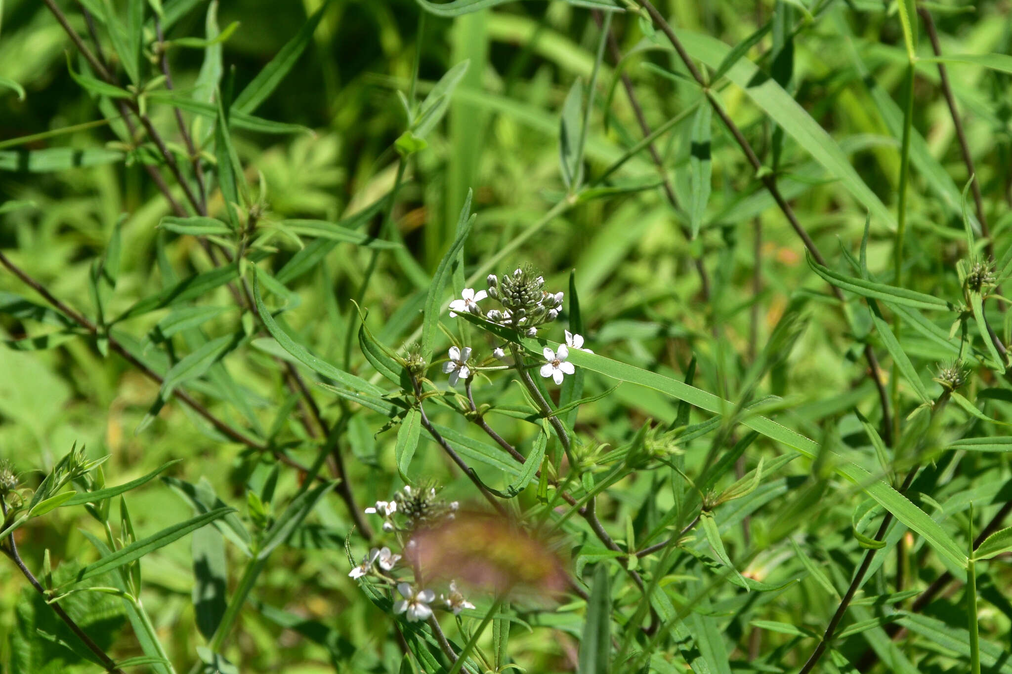 Image of Lysimachia pentapetala Bunge