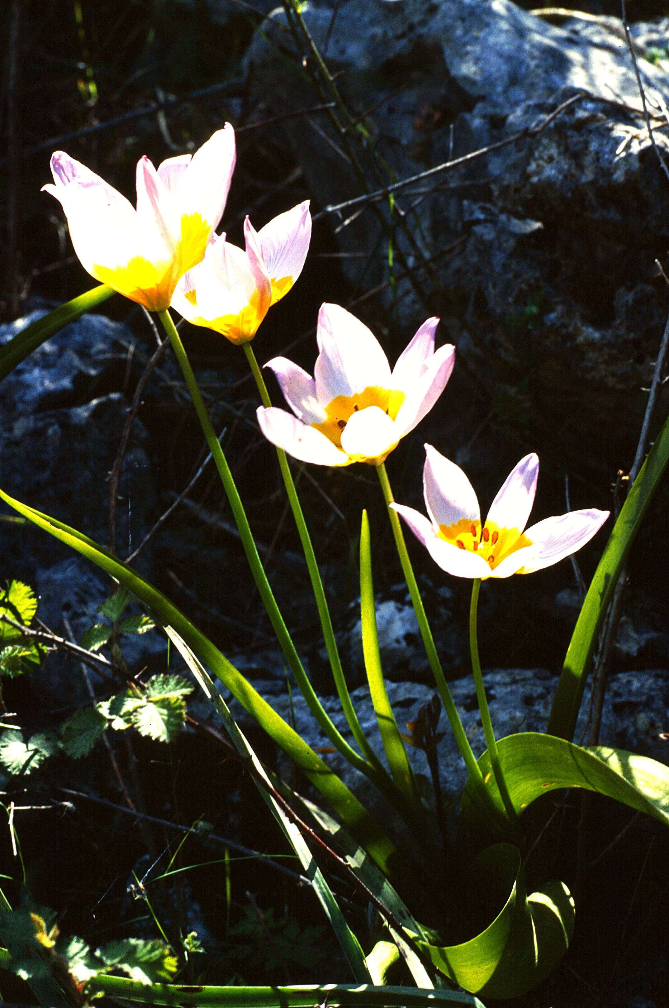 Image de Tulipa saxatilis Sieber ex Spreng.