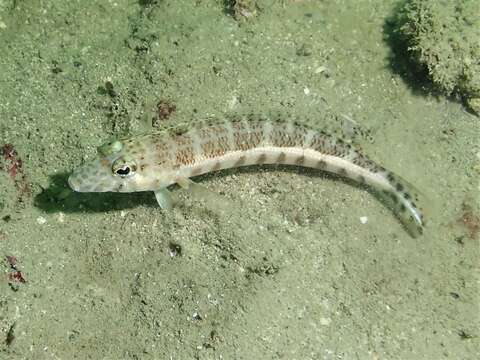 Image of Parapercis colemani