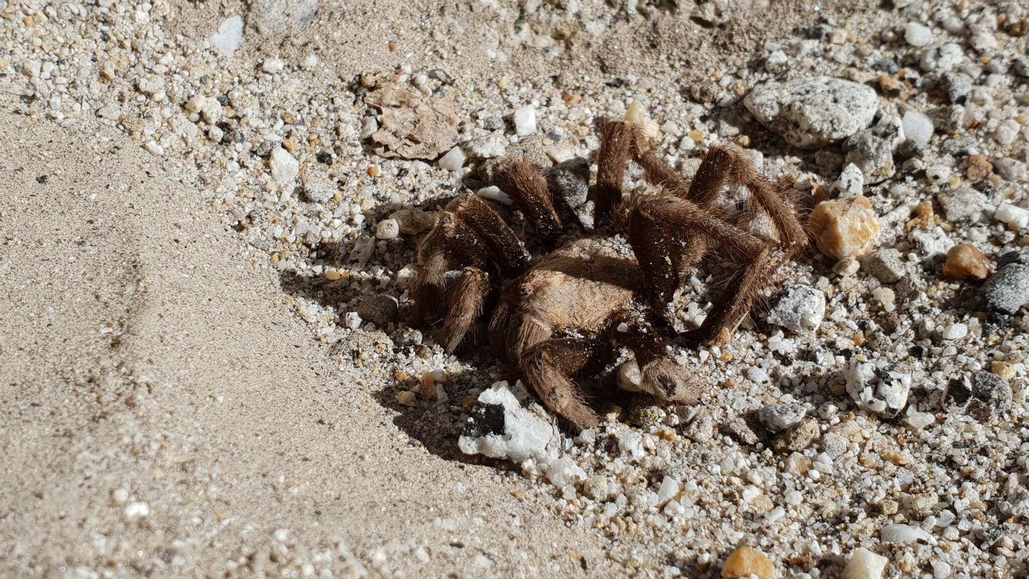 Image of Aphonopelma eutylenum Chamberlin 1940