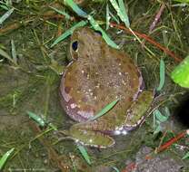 Image of Barking Treefrog