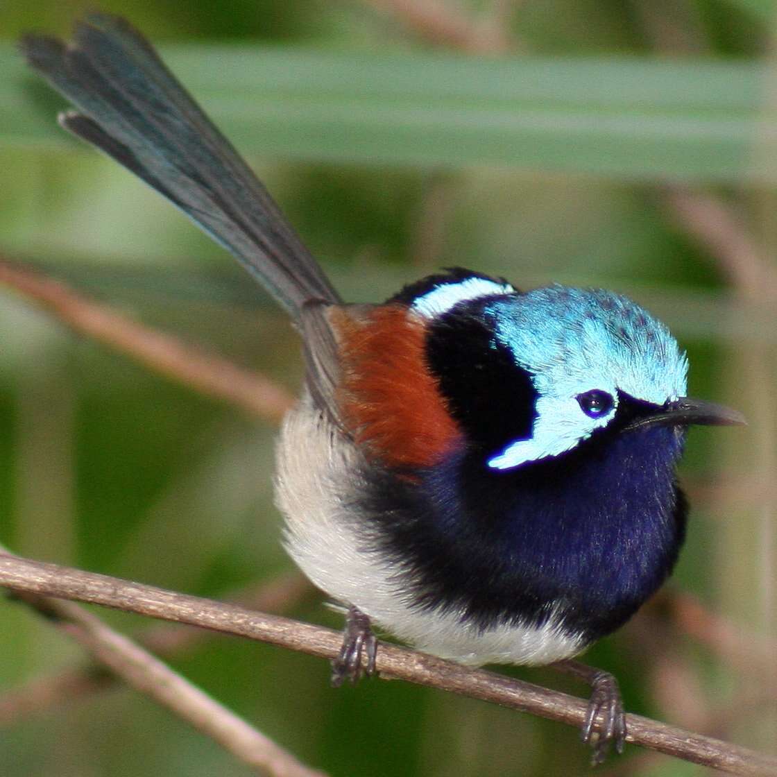 Image of Red-winged Fairy-wren