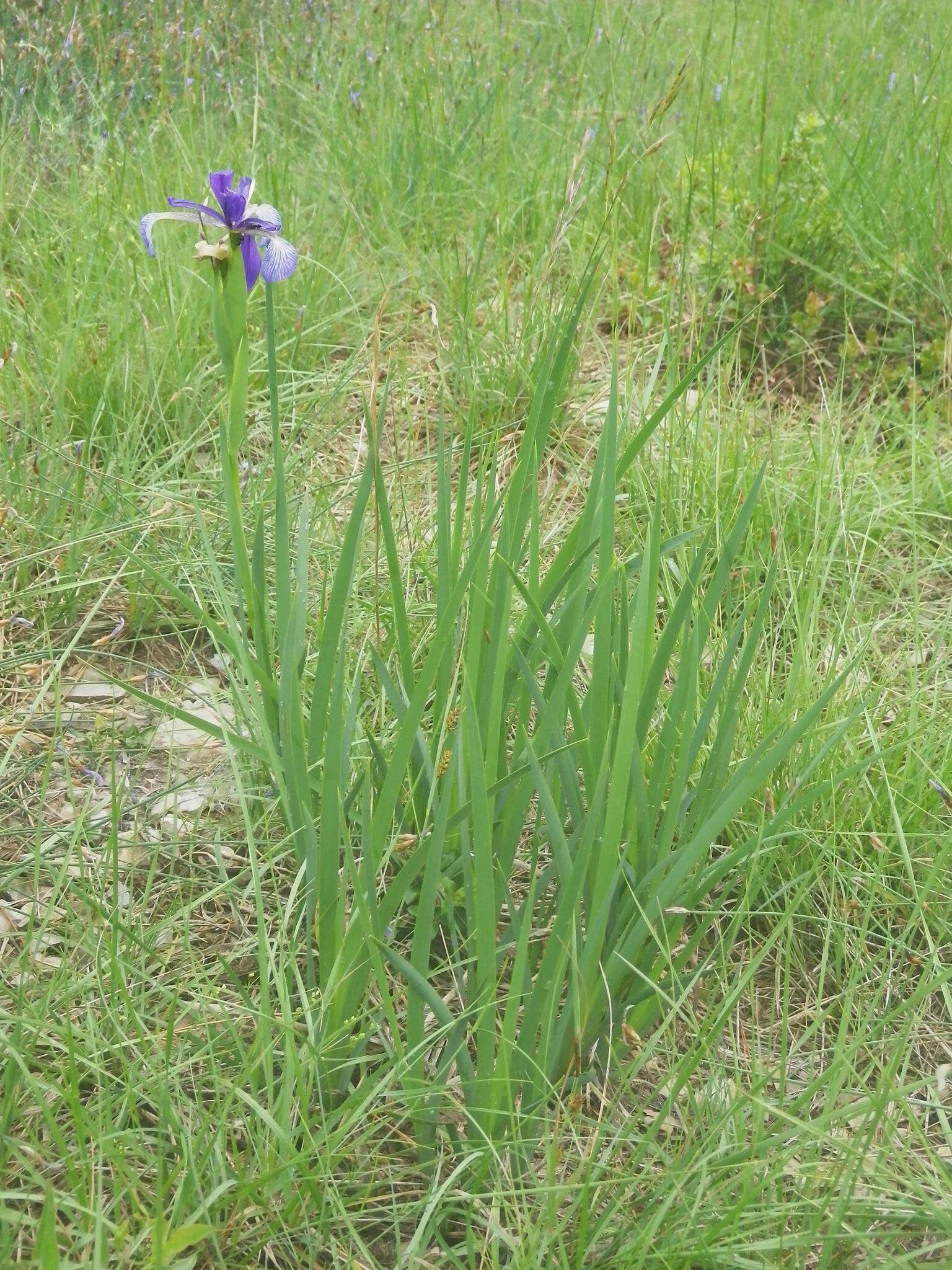 Iris reichenbachiana Klatt resmi