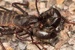 Image of Mastigoproctus tohono Barrales-Alcalá, Francke & Prendini 2018