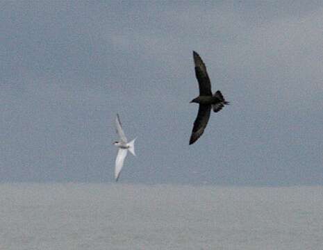 Image of Arctic Skua