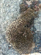 Image of Northern White-Breasted Hedgehog