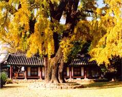 Image of Ginkgoopsida