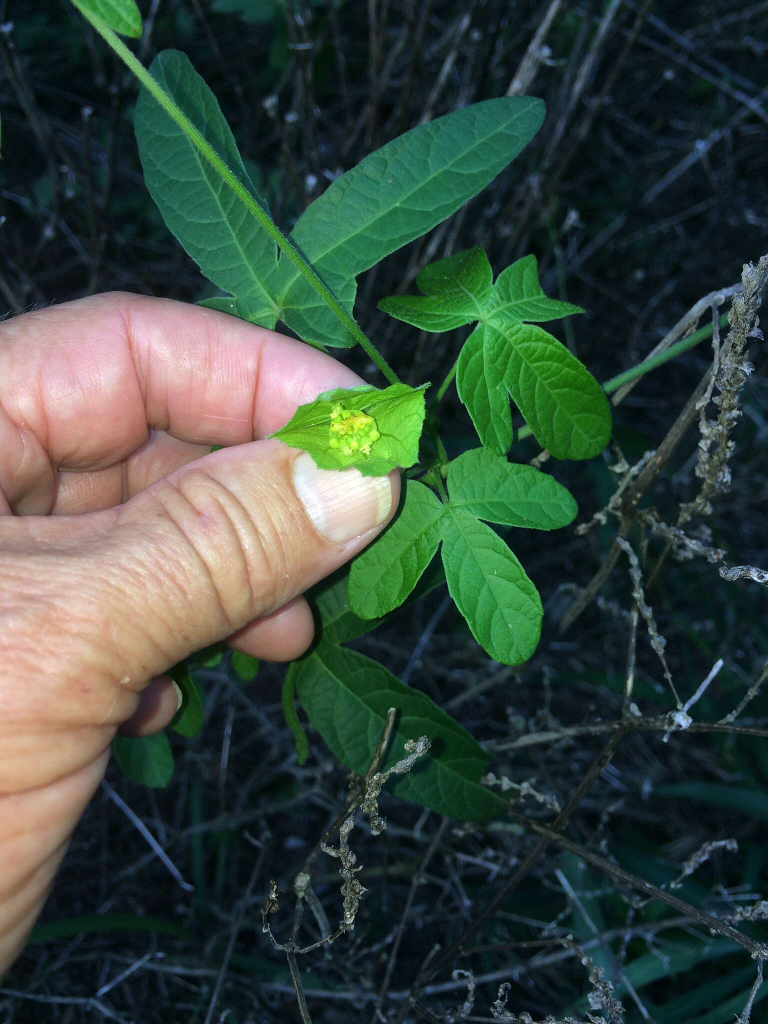 Image of Dalechampia capensis A. Spreng.