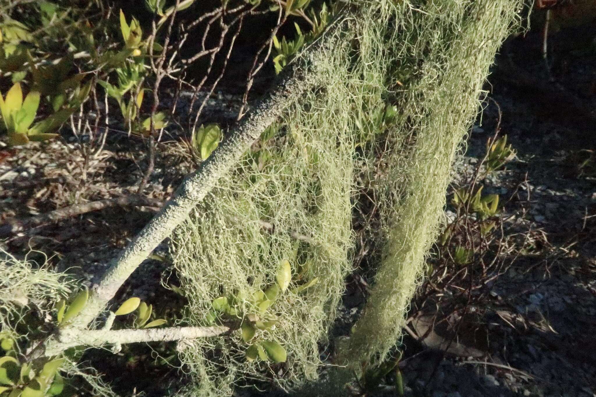 Image of cartilage lichen