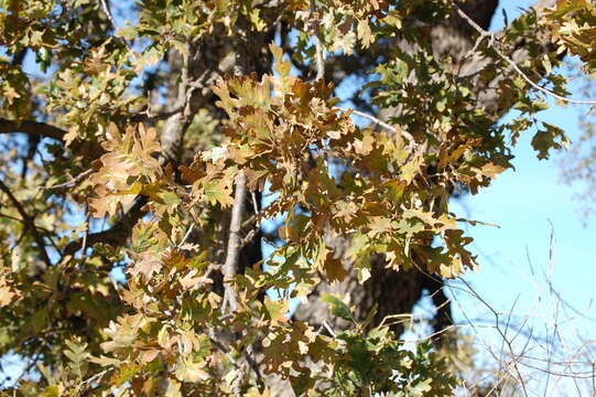 Image of valley oak