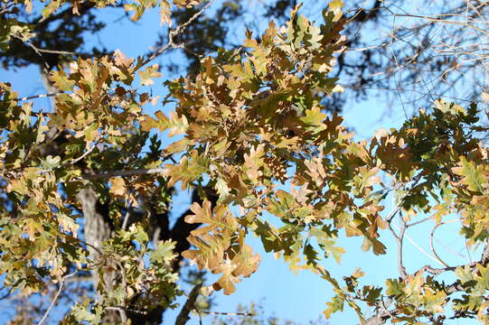 Image of valley oak