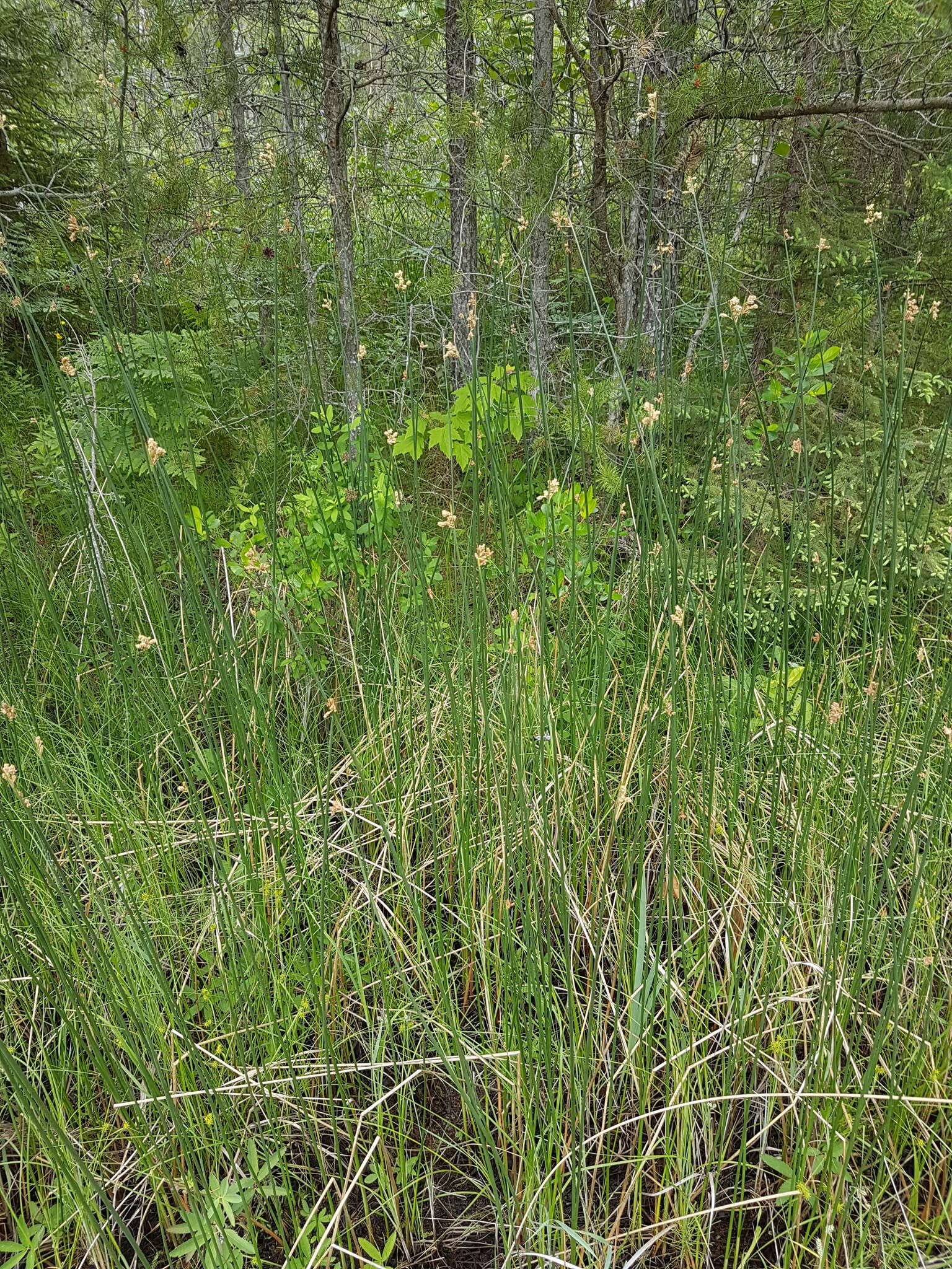 Image of Hardstem bulrush