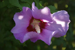 Imagem de Hibiscus syriacus L.