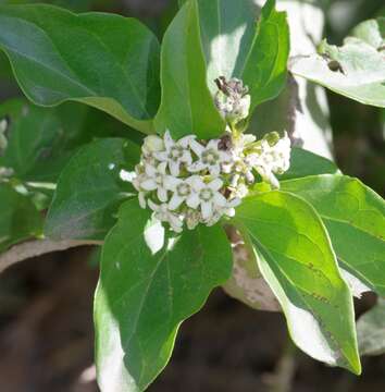 Image de Marsdenia dregea (Harv.) Schltr.