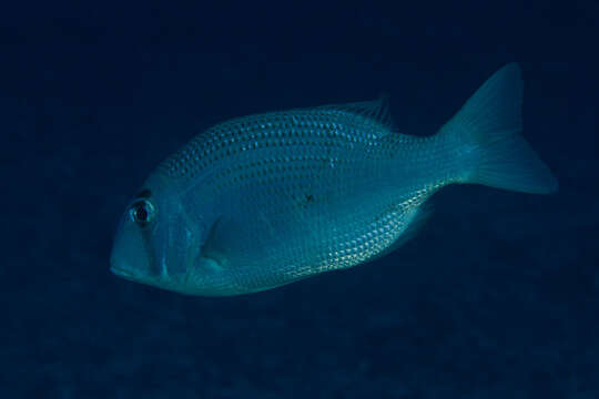 Image of Eyebrowed large-eye bream.