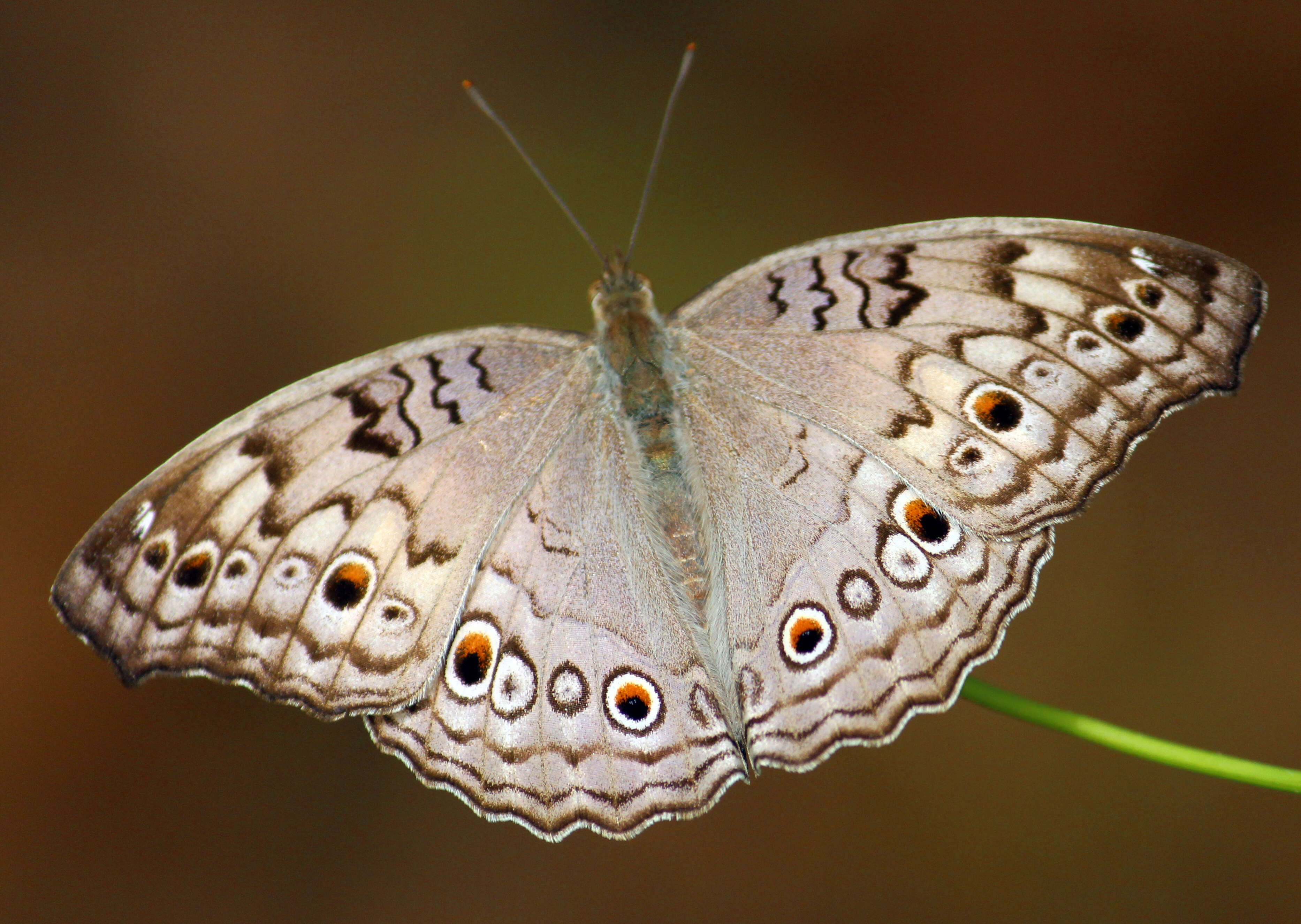 Plancia ëd Junonia atlites Linnaeus 1763