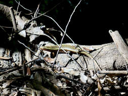 Image of western Girdled Lizard