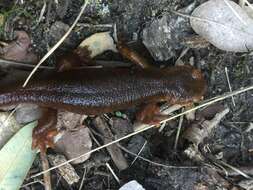 Image of Sierra newt