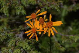 Jacobaea abrotanifolia (L.) Moench resmi