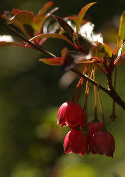 Image of Enkianthus deflexus (Griff.) C. K. Schneid.