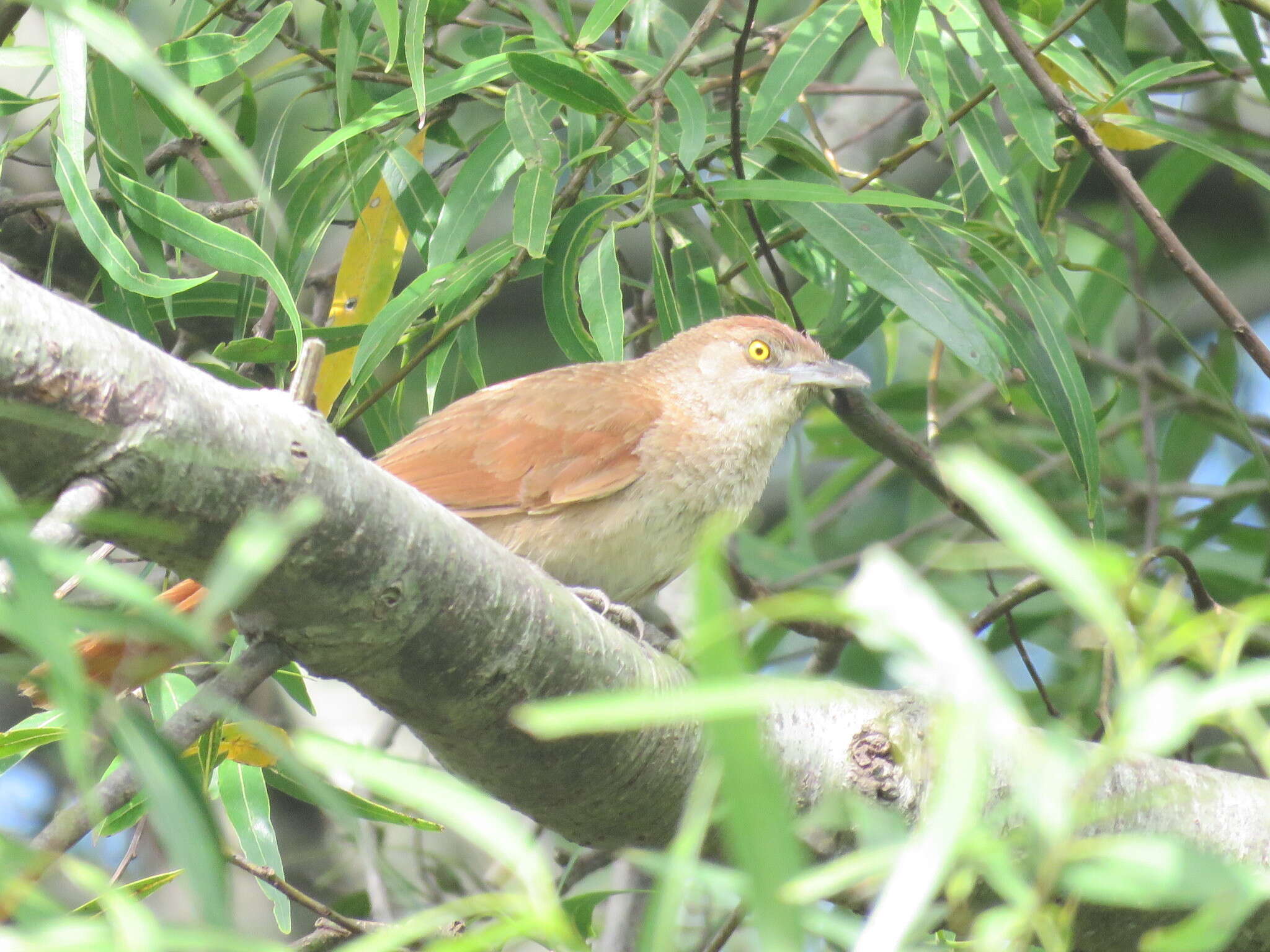 Imagem de Phacellodomus striaticollis (d'Orbigny & Lafresnaye 1838)