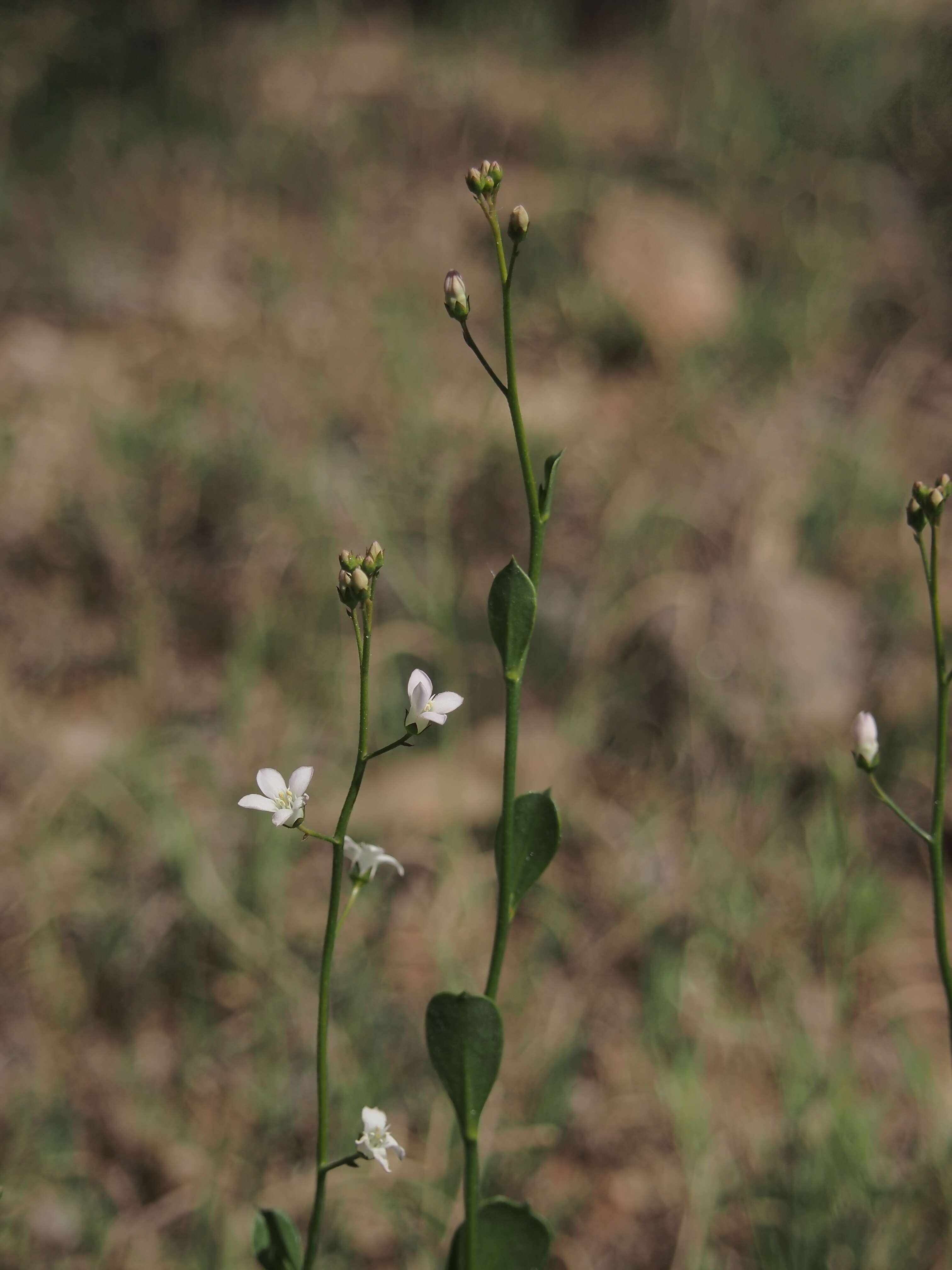 Image of brookweed