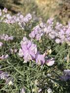 Sivun Lathyrus pauciflorus subsp. pauciflorus kuva