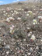 Image of Booth's evening primrose