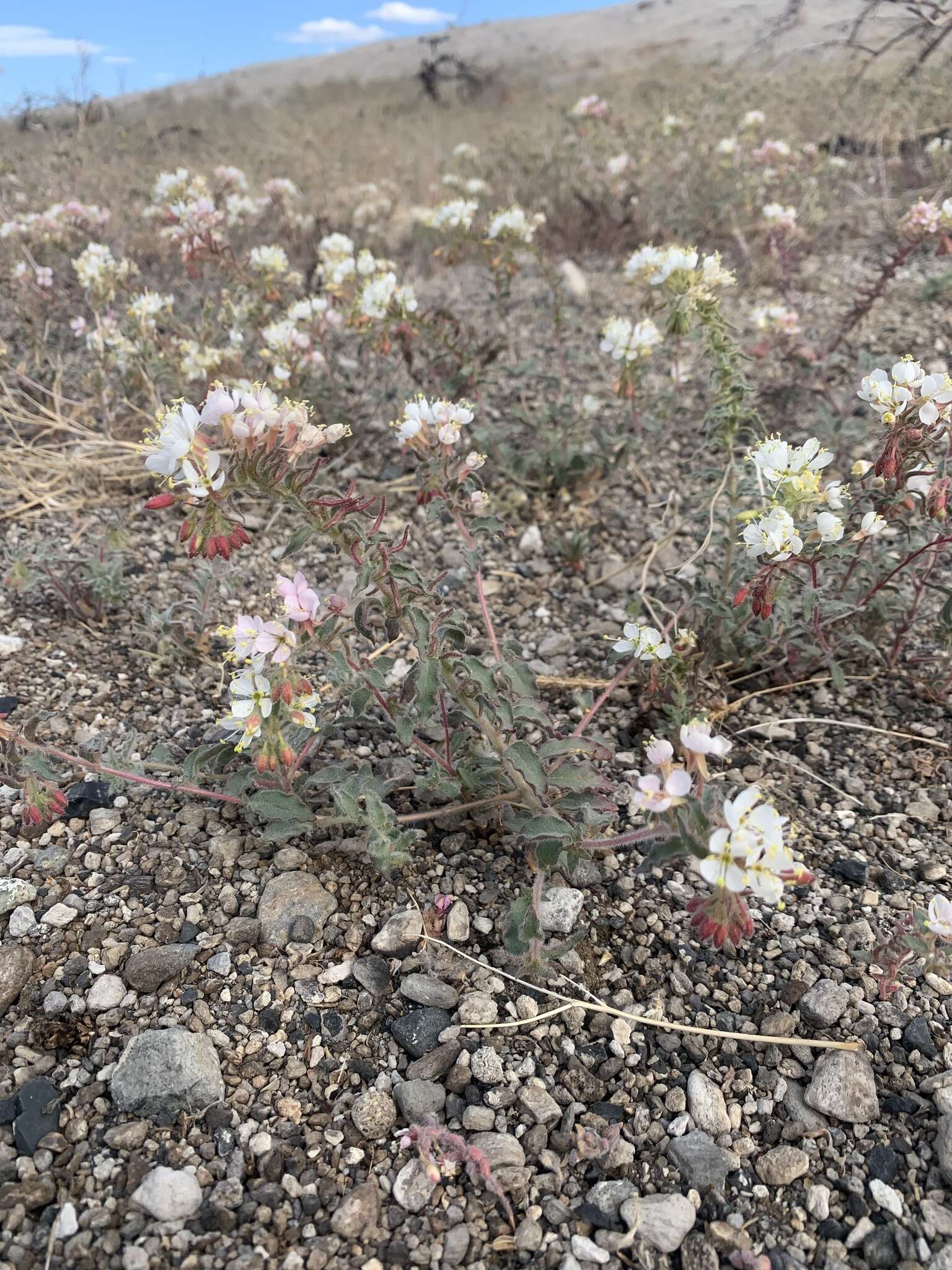 Image of Booth's evening primrose