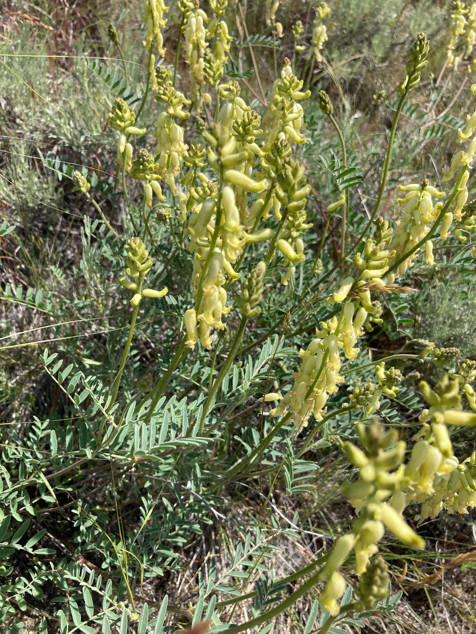 Image of hillside milkvetch