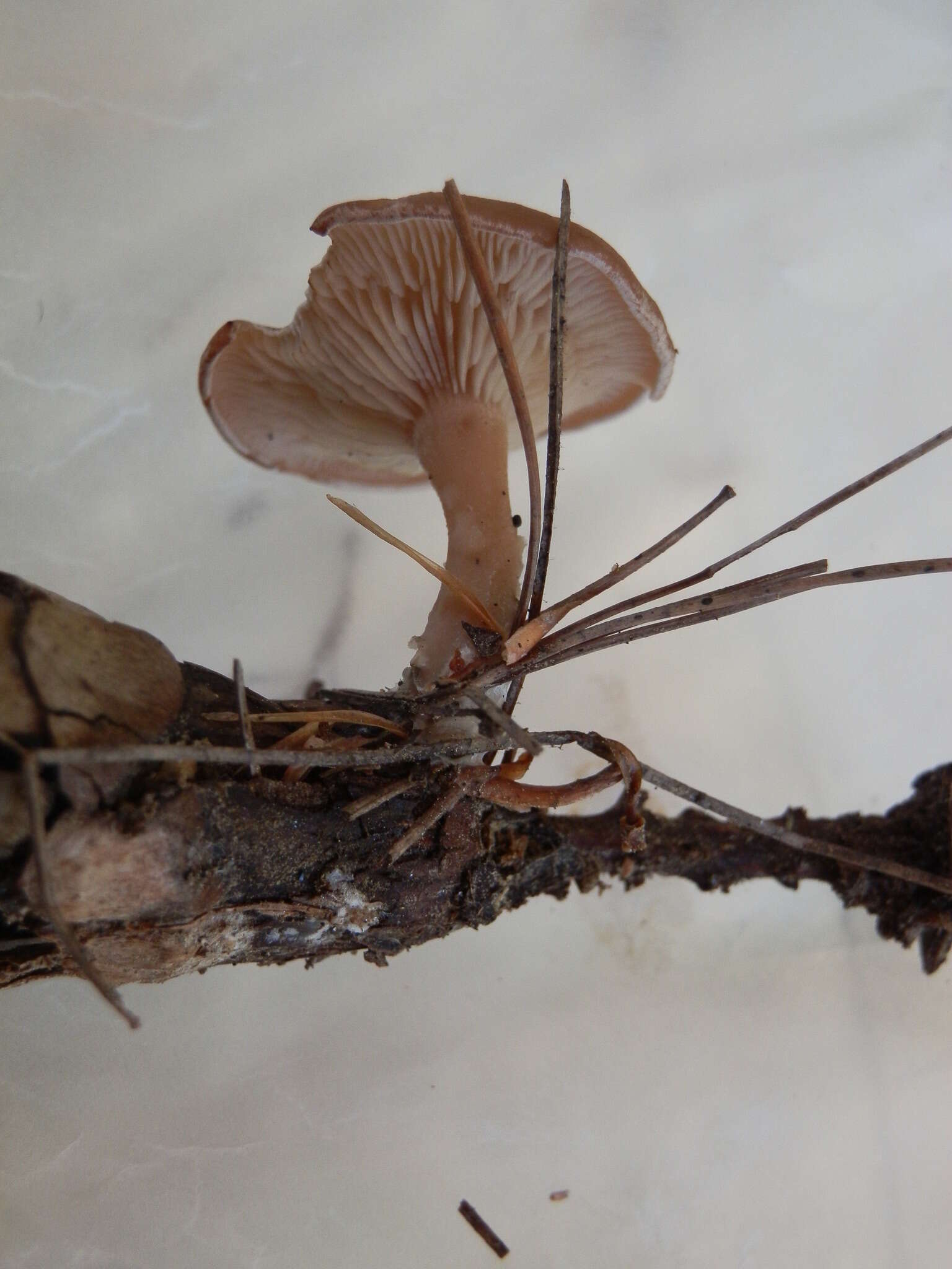 Image of Clitocybe diatreta (Fr.) P. Kumm. 1871