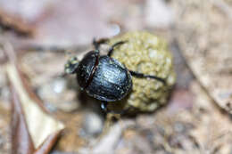 Paragymnopleurus maurus (Sharp 1875) resmi