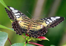 Imagem de Parthenos sylvia